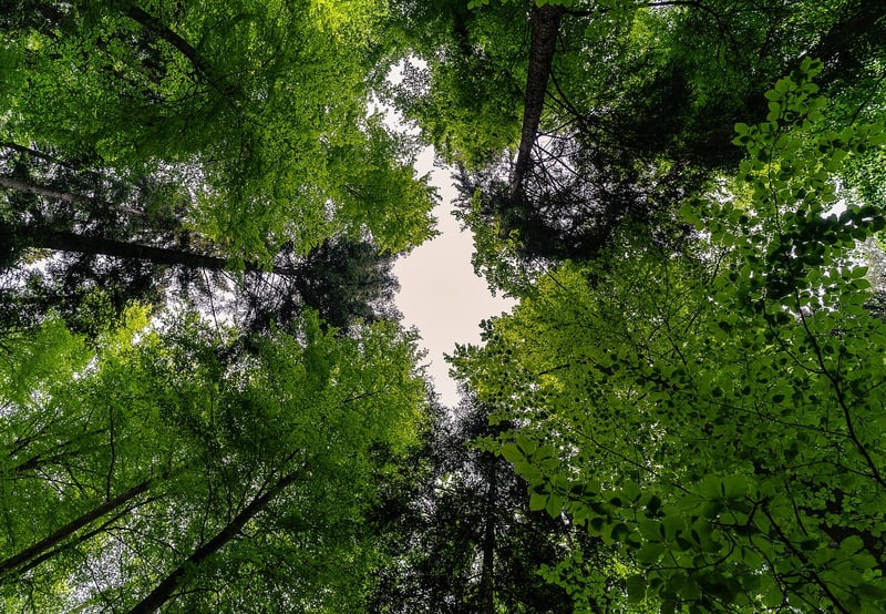 Whimsical Canopy