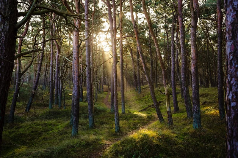 Forest Scented Candle